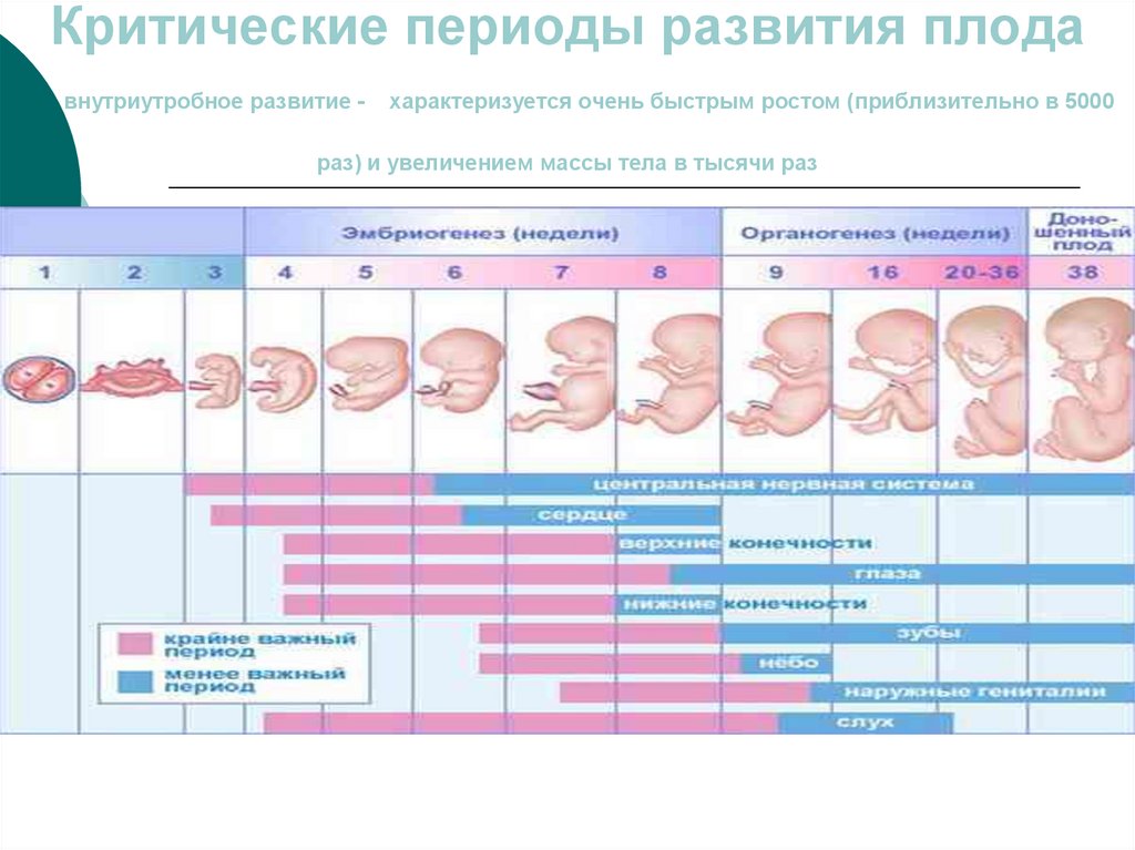 Первая неделя беременности что происходит. Периоды развития плода по периодам. Период развития эмбриона и плода по неделям. Периоды развития плода схема. Критические периоды развития плода таблица.