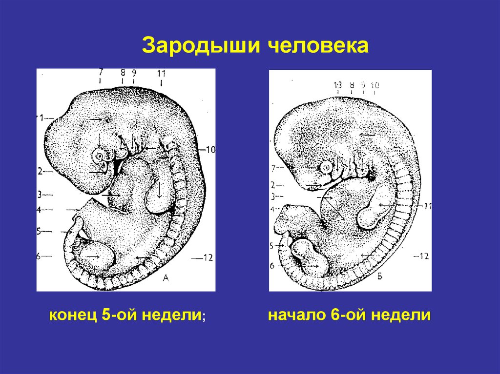 Онтогенез 2 стадия. Цикл развития зародыша.
