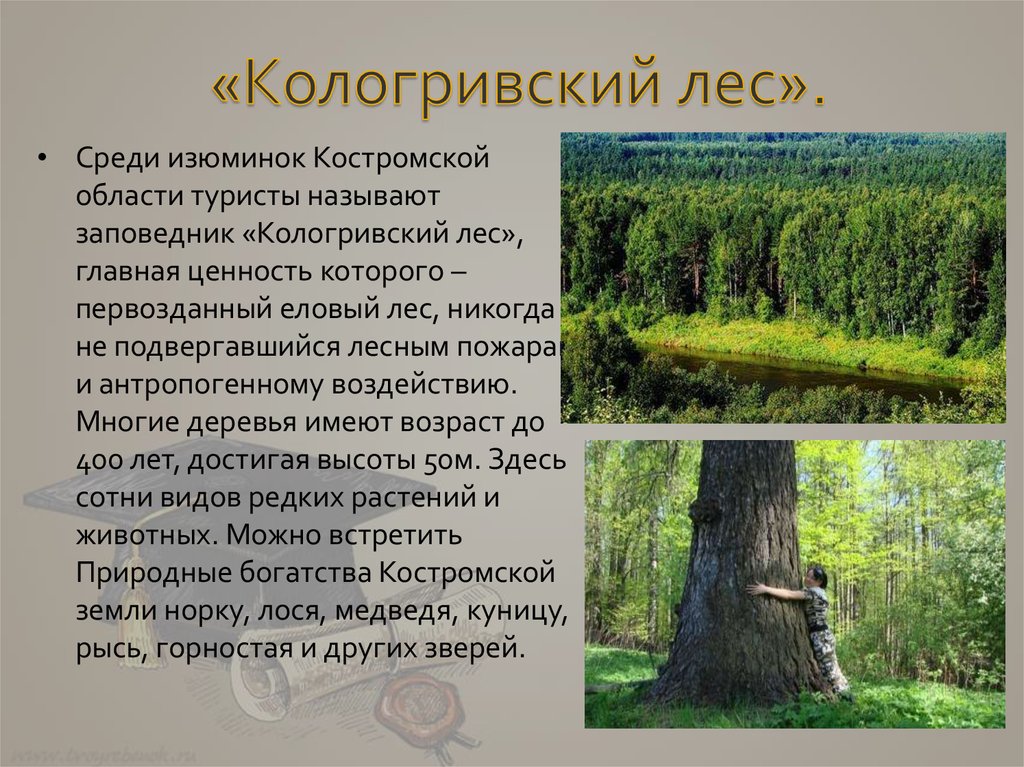 «Кологривский лес».