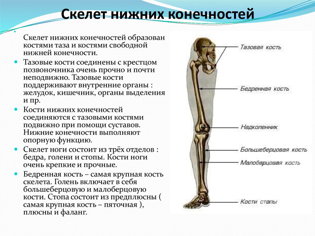 Функции костей верхних конечностей человека. Кости скелета свободной нижней конечности человека. Отделы скелета нижней конечности анатомия. Кости составляющие скелет нижней конечности. Строение скелета нижних конечностей человека анатомия.