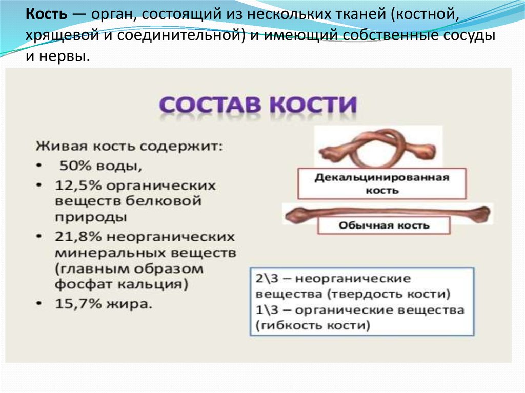 Кость как орган