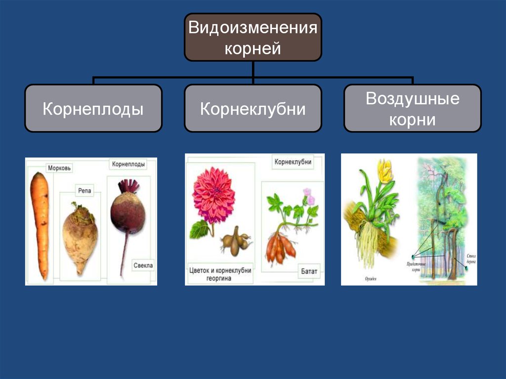 Видоизмененные растения. Корнеплод корневые клубни таблица. Корнеклубни клубни различие. Растения с корневыми клубнями на корнях.