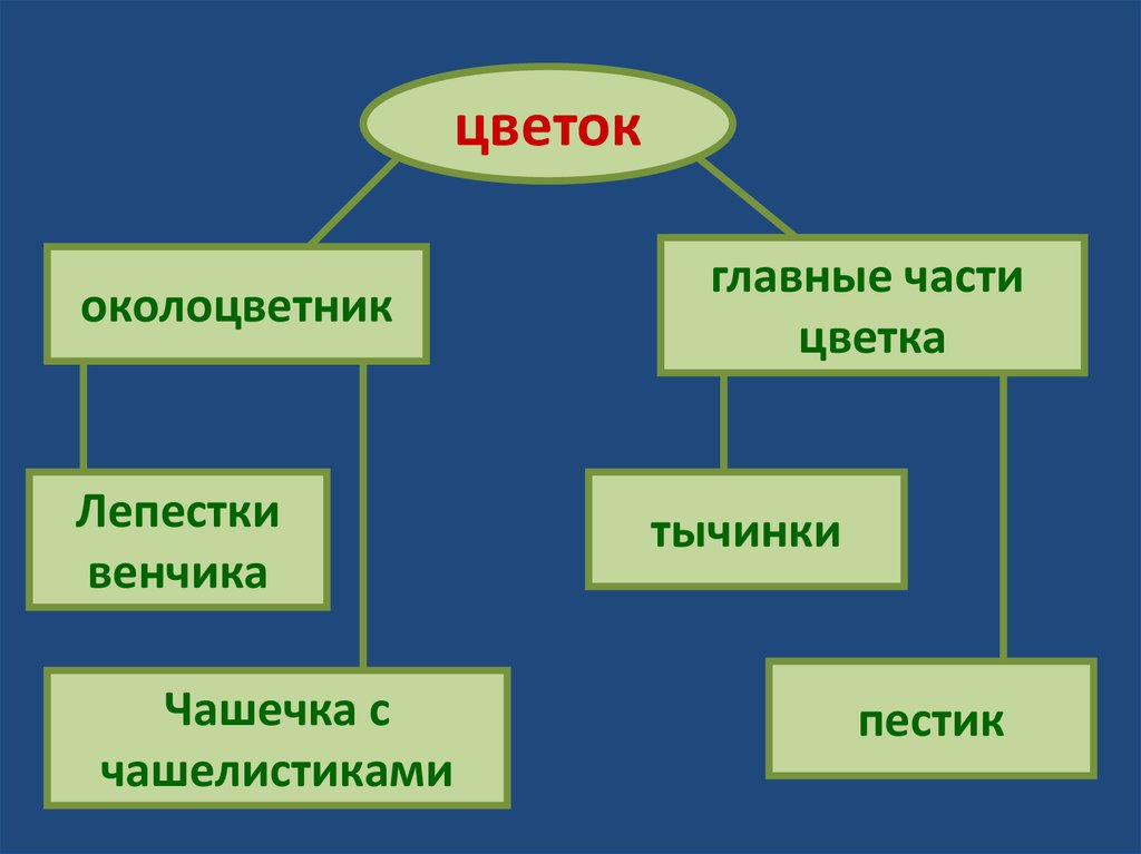 Околоцветник на диаграмме