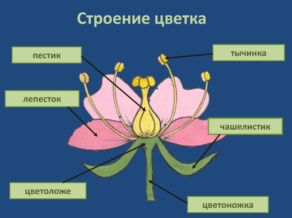 Строение цветка самостоятельная