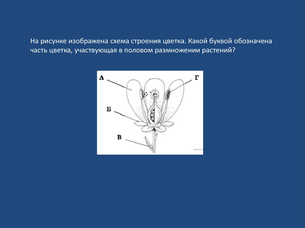 На рисунке изображена схема