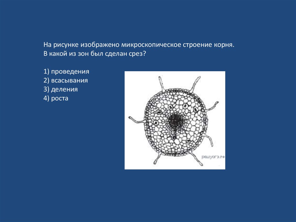 На рисунке изображено микроскопическое строение корня в какой из зон был сделан срез