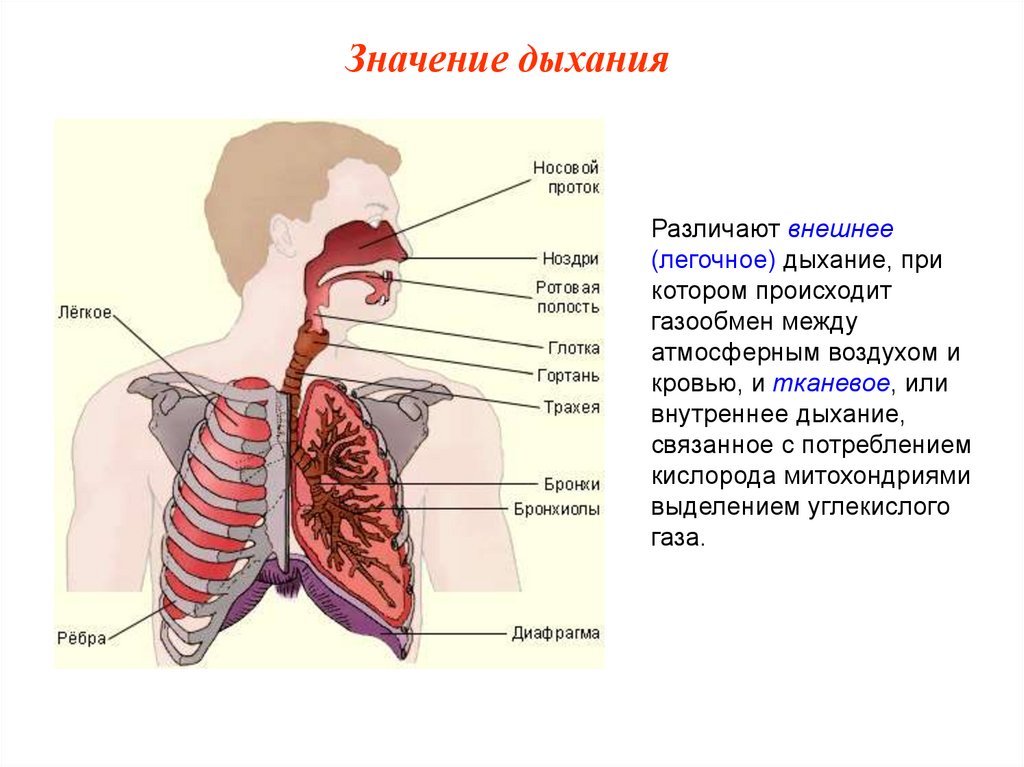 Презентация по дыхательной системе анатомия