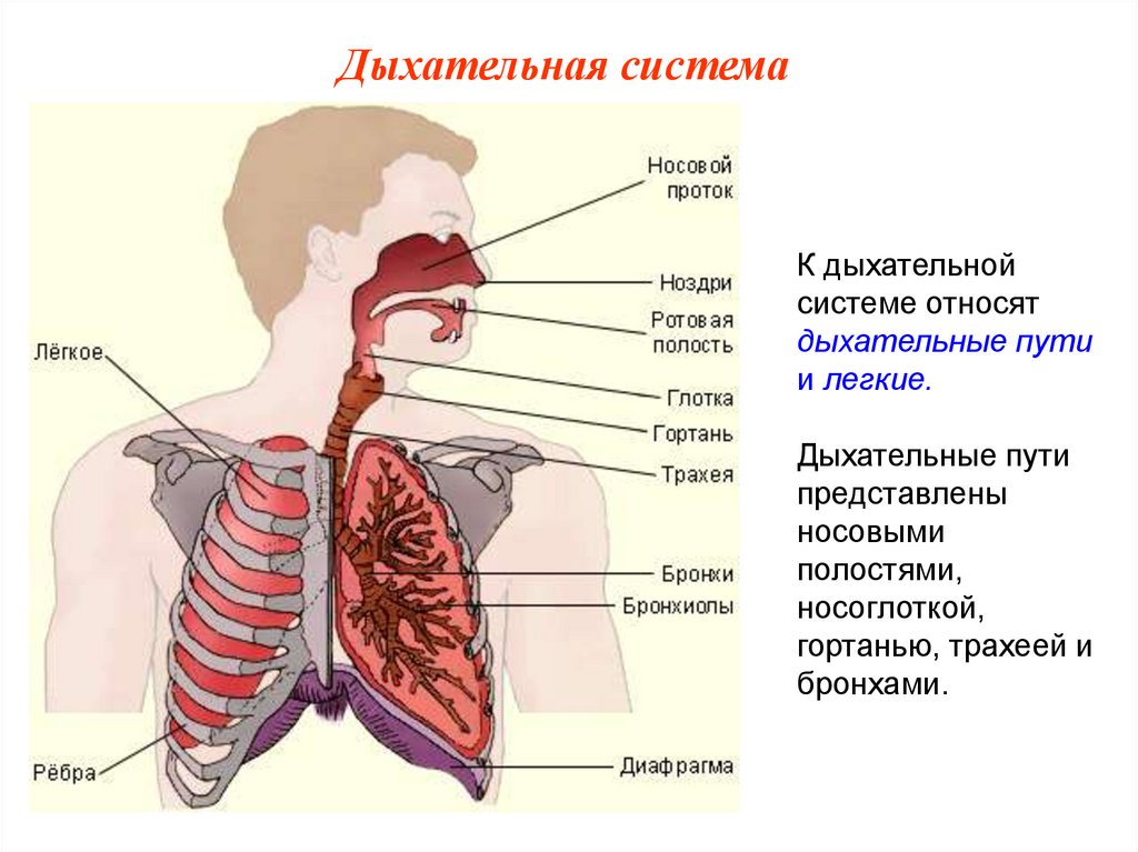 Схема строения дыхательной системы