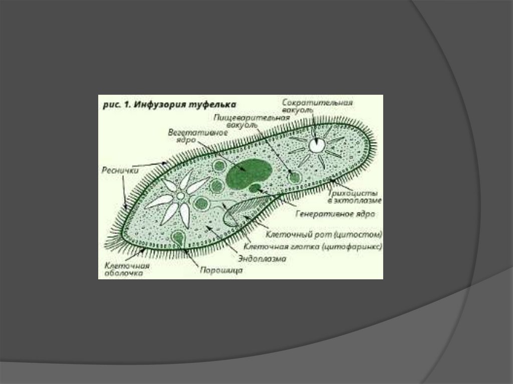 Клеточный рот. Инфузория туфелька клеточный рот. Функция порошицы у инфузории туфельки. Инфузория туфелька эукариот. Инфузория туфелька газообмен.