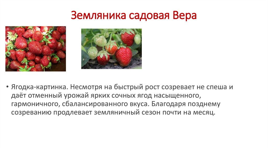 Цитаты про землянику. Земляника презентация. Земляника Садовая Вера. Презентация клубника для школы.