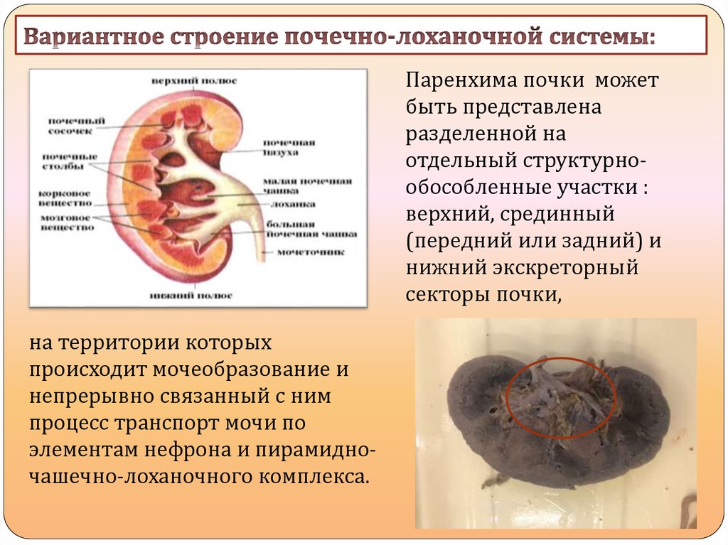 Почечный тест