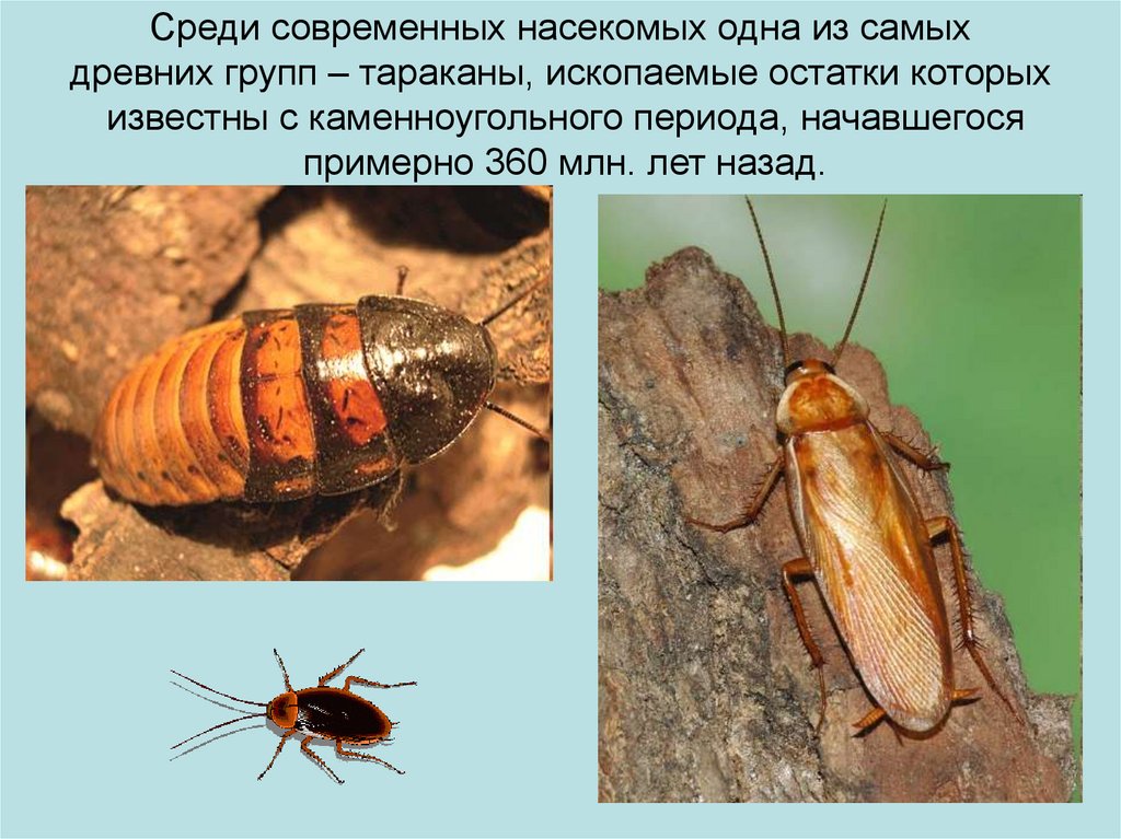 Как определить по фото насекомое онлайн