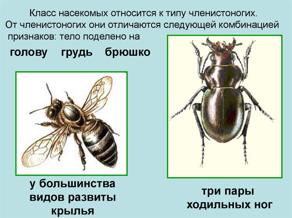 Признаки насекомых. Признаки класса насекомые. Класс насекомых относится к типу. К особенностям класса насекомых относят наличие –.