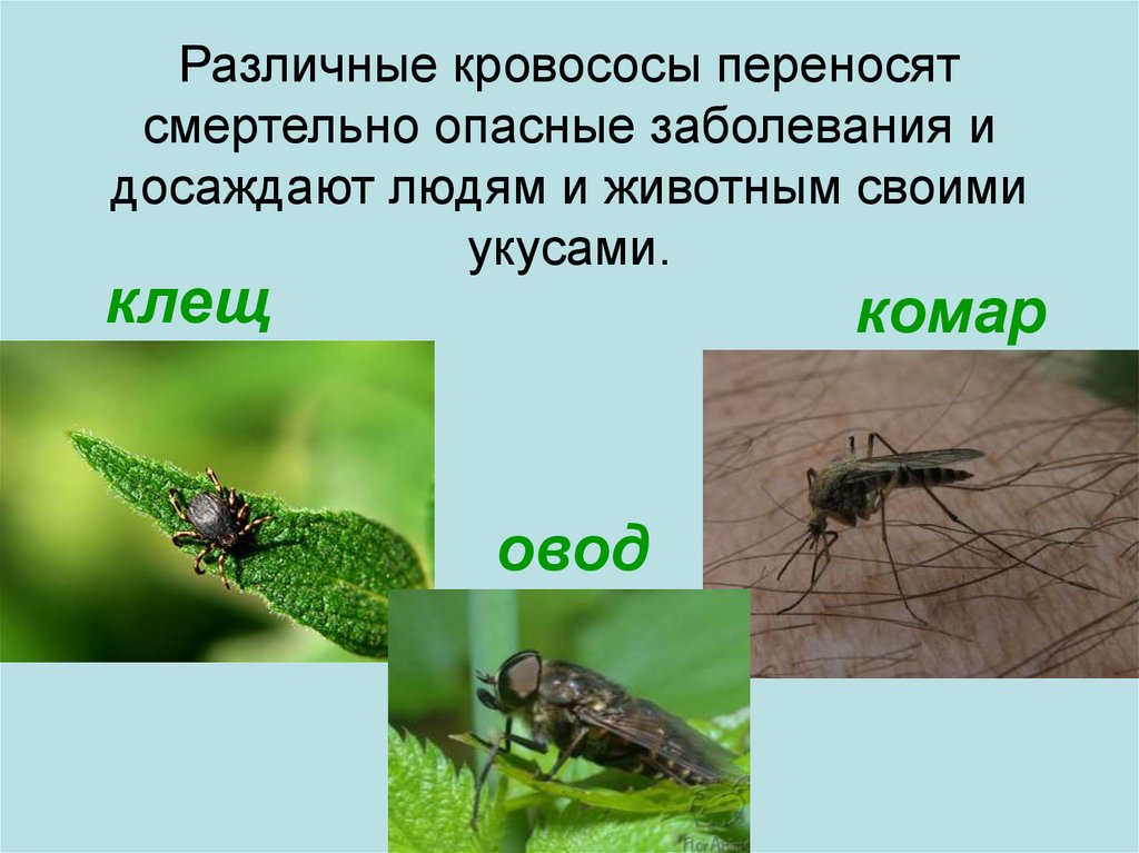 Презентация опасные насекомые 2 класс