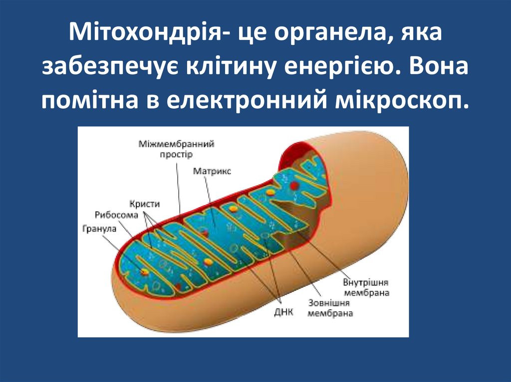 Мітохондрія- це органела, яка забезпечує клітину енергією. Вона помітна в електронний мікроскоп.