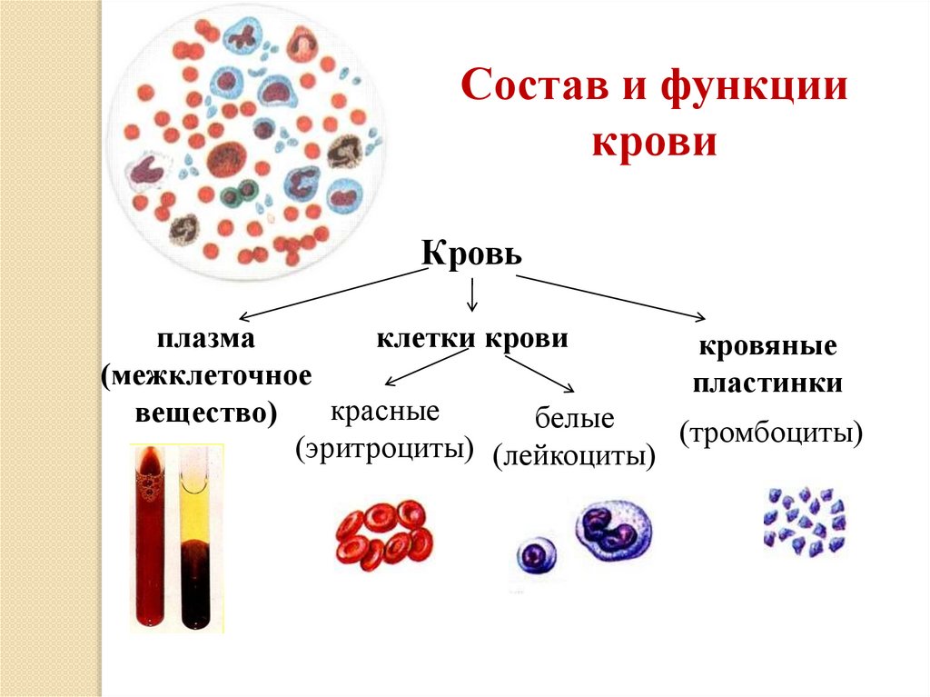 Какие вещества участвуют в транспорте веществ. Красное вещество. Транспорт веществ в крови. Транспорт веществ между кровью и клетками. Функции красного вещества.