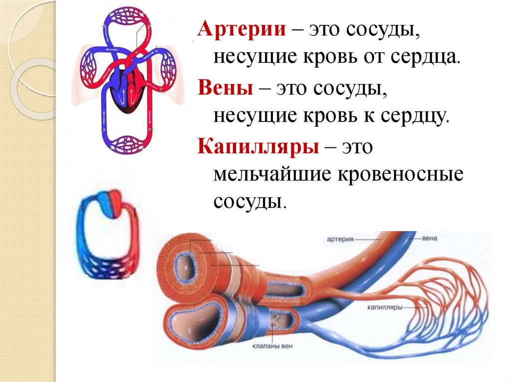 Особенность строения вены по сравнению с артерией. Кровеносные сосуды артерии вены капилляры. Строение стенки артерии, вены, капилляры движение крови. Кровеносная система сосуды сердце артерии вены. Сосуды вены артерии капилляры разница.