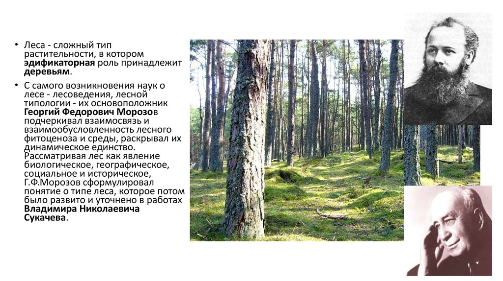 Сложные лесные слова. Лесной Тип растительности. Наука леса. Типы лесов Морозова. Морозов Лесоведение.