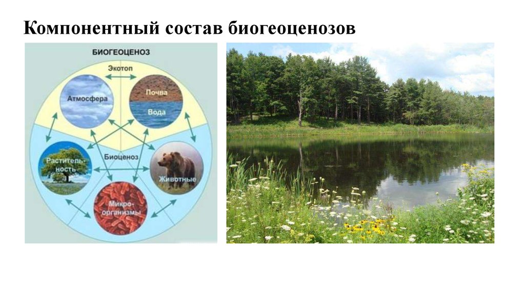 Понятие о природном сообществе биогеоценозе