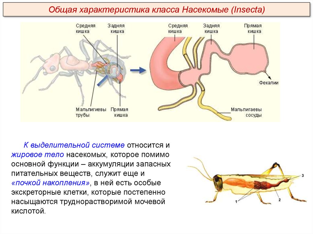 Какая функция у мальпигиевых сосудов. Класс насекомые общая характеристика. Класс насекомые выделительная система. Мальпигиевы сосуды насекомых. Выделительная система мальпигиевы сосуды дыхательная система.