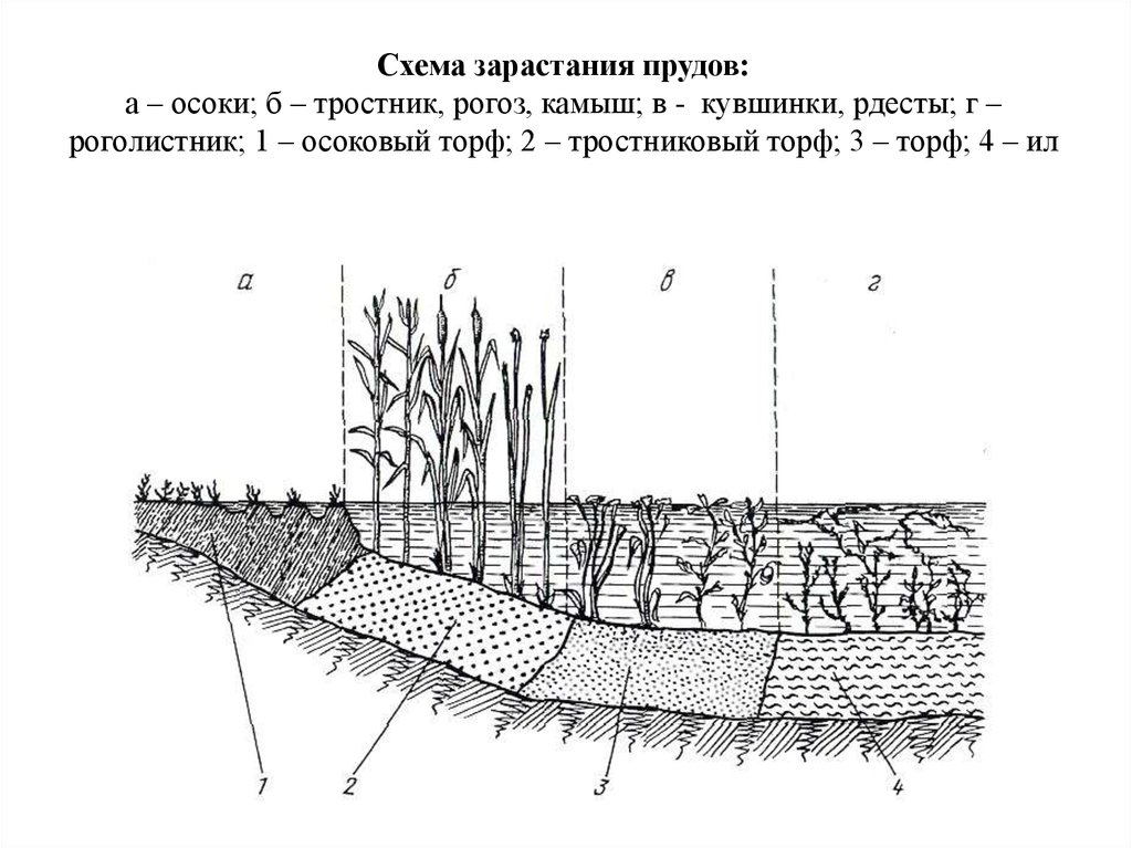 По представленному рисунку установите последовательность зарастания водоема