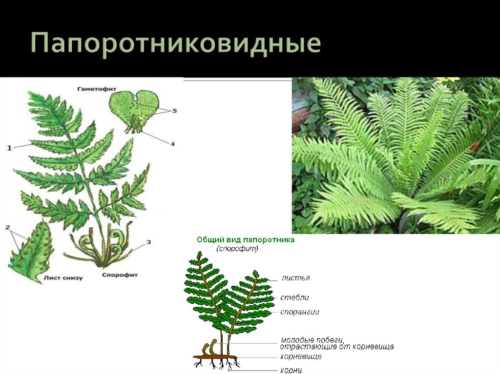 Для папоротников характерно. Царство растений Папоротниковидные. Царство папоротниковых. Царство растения отдел Папоротниковидные. Виды папоротниковидных.