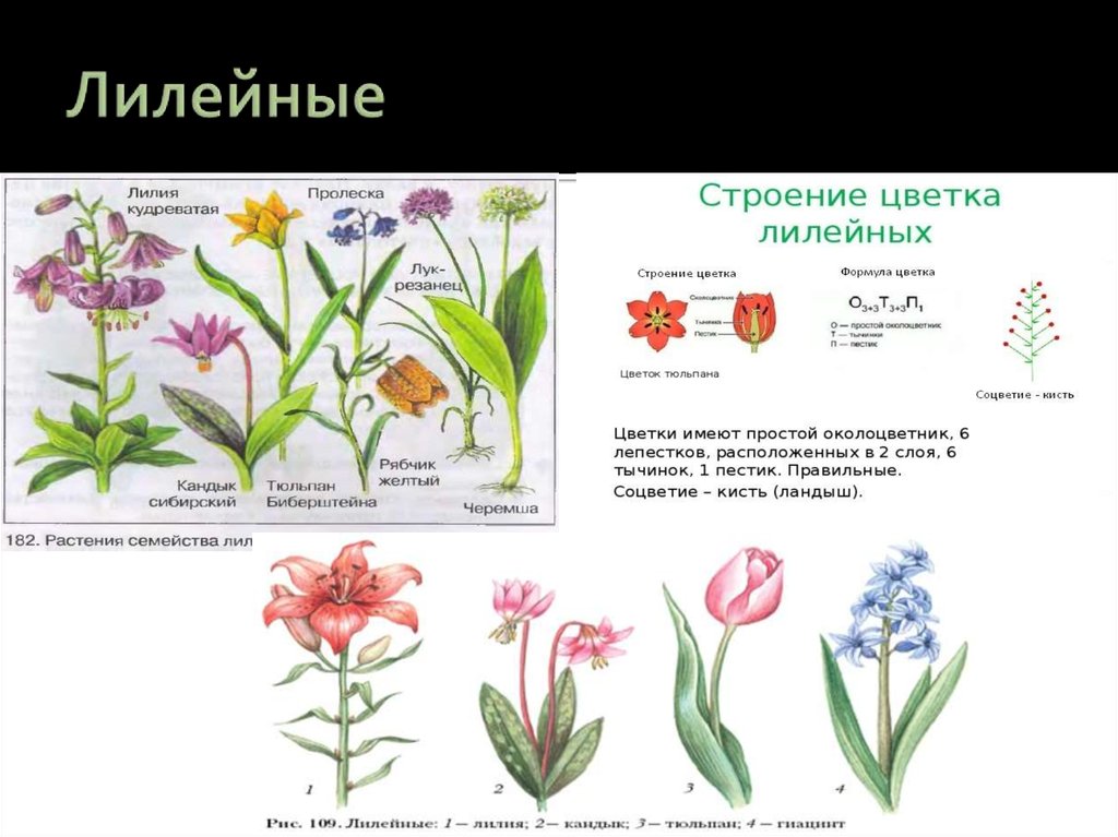 Общие признаки лилейных растений. Семейство Лилейные Лилия. Формула цветка семейства Лилейные.
