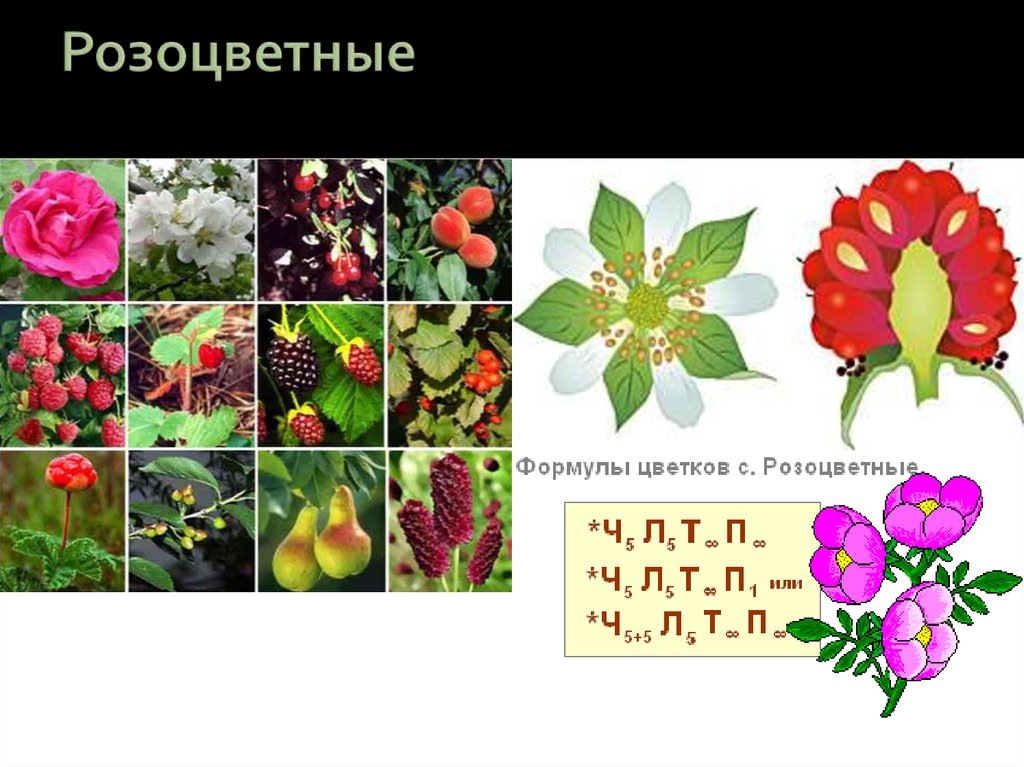 Формула цветка растений семейства розоцветные ответ. Розоцветные. Цветок семейства Розоцветные. Розоцветные Тип цветка. Двудольные Розоцветные.