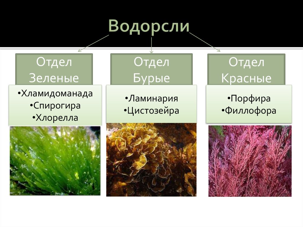 Царство растений. Представители царства растений водоросли.