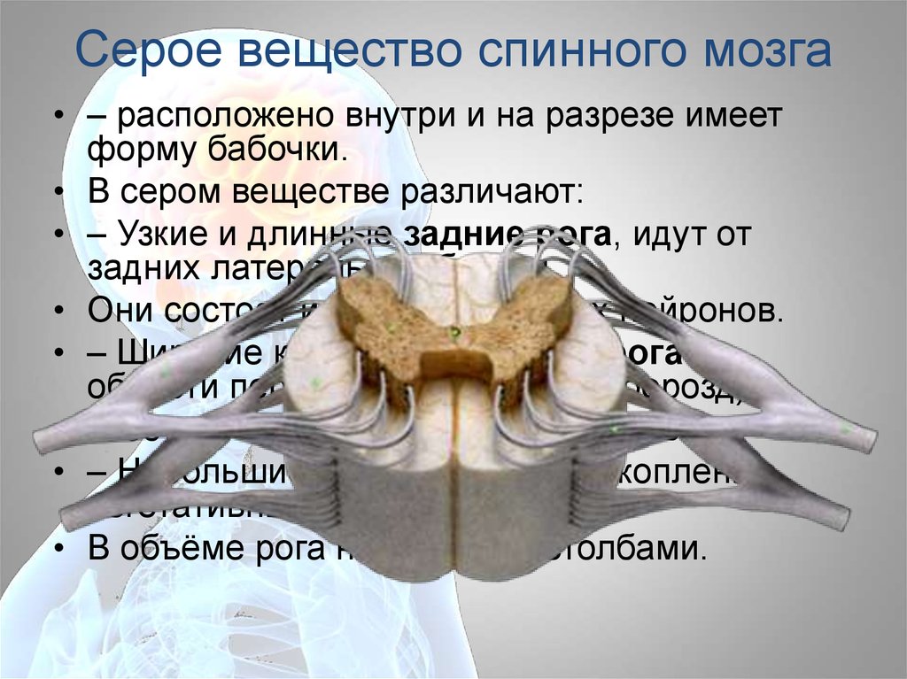 Тело и отростки расположены в спинном мозге. Серове везество спинного мозга. Серое внщемтвоспинньго мозга. Серое вещество спинного мозга. Белое вещество спинного мозга.