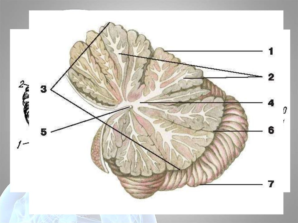 Координирует движения отдел мозга. Мозжечок строение. Мозг строение мозжечка анатомия. Строение мозжечка в головном мозге. Мозжечок в разрезе анатомия.
