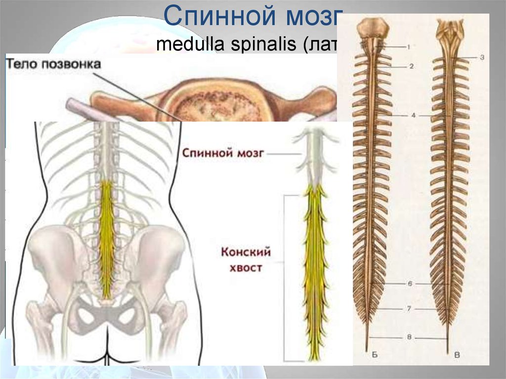 Спинной форум. Конский хвост спинного мозга. Терминальная нить спинного мозга. Спинной мозг строение конский хвост. Спинной мозг Medulla spinalis.