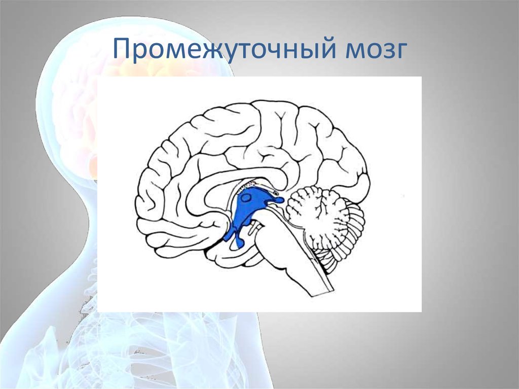 Промежуточный мозг располагается в. Промежуточный мозг таламическая. Промежуточный мозг расположение. Промежуточный мозг строение. Промежуточный мозг рисунок.