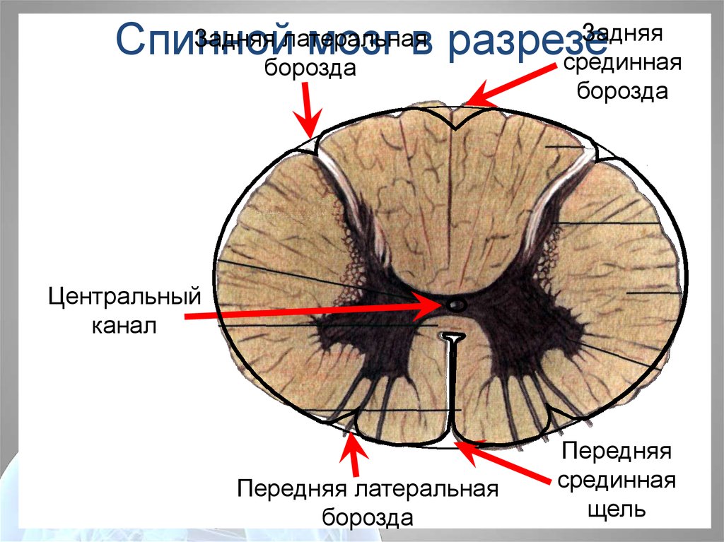 Задние столбы спинного. Задняя боковая борозда спинного мозга. Поперечный срез спинного мозга борозды. Задняя срединная борозда спинного мозга. Передние боковые борозды спинного мозга.
