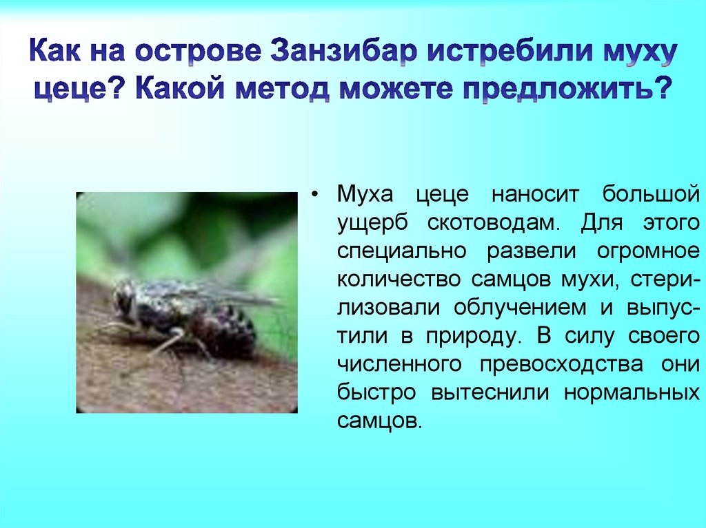 Основной хозяин муха цеце основной хозяин человек. Муха ЦЕЦЕ на Занзибаре. Интересные факты о мухе ЦЕЦЕ. Сообщение о мухе ЦЕЦЕ.