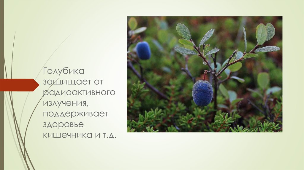 Фото растения якутии