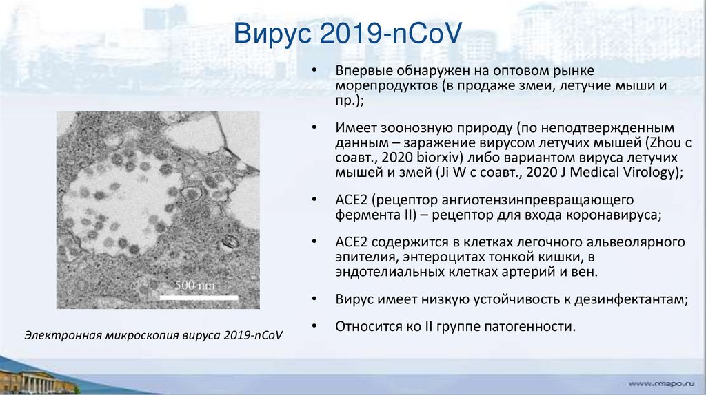 Вирус ковид отнесен к группе патогенности. Вирус 2019. 2019-NCOV вирус относится. 2019-NCOV вирус относится к роду. 2019-NCOV.