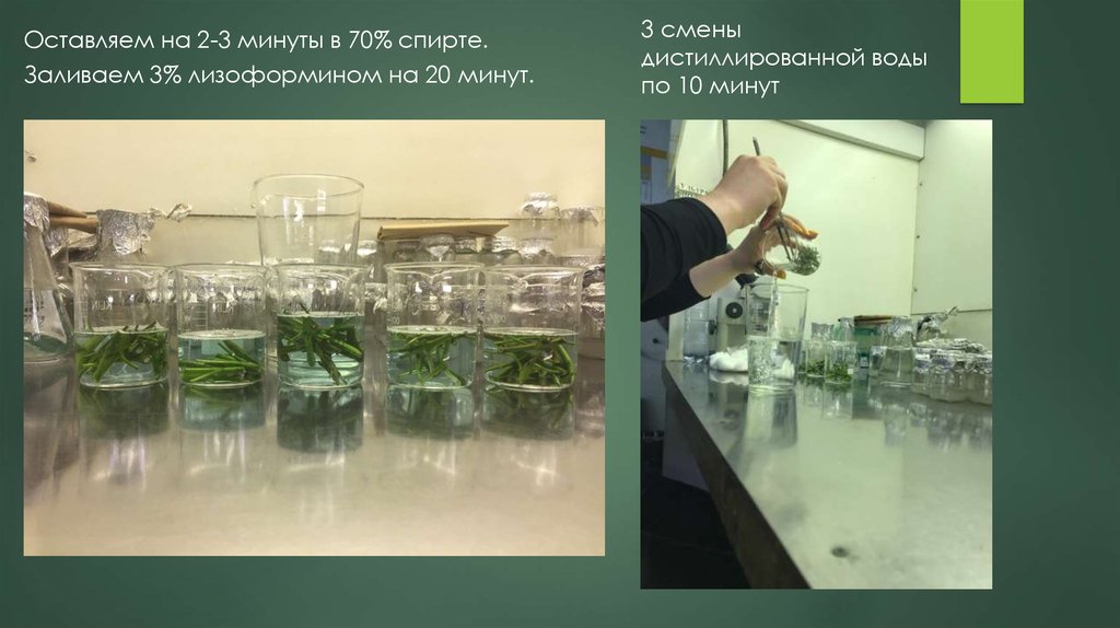 Презентация микроклональное размножение картофеля