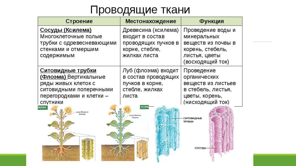 Каковы функции изображенной на картинке ткани в организме накопление резервов питательных веществ