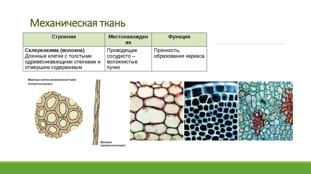 Живой тканью является. Механические ткани растений строение и функции. Механическая ткань растений склеренхима. Строение клеток механической ткани растений. Механическая ткань растений функции.
