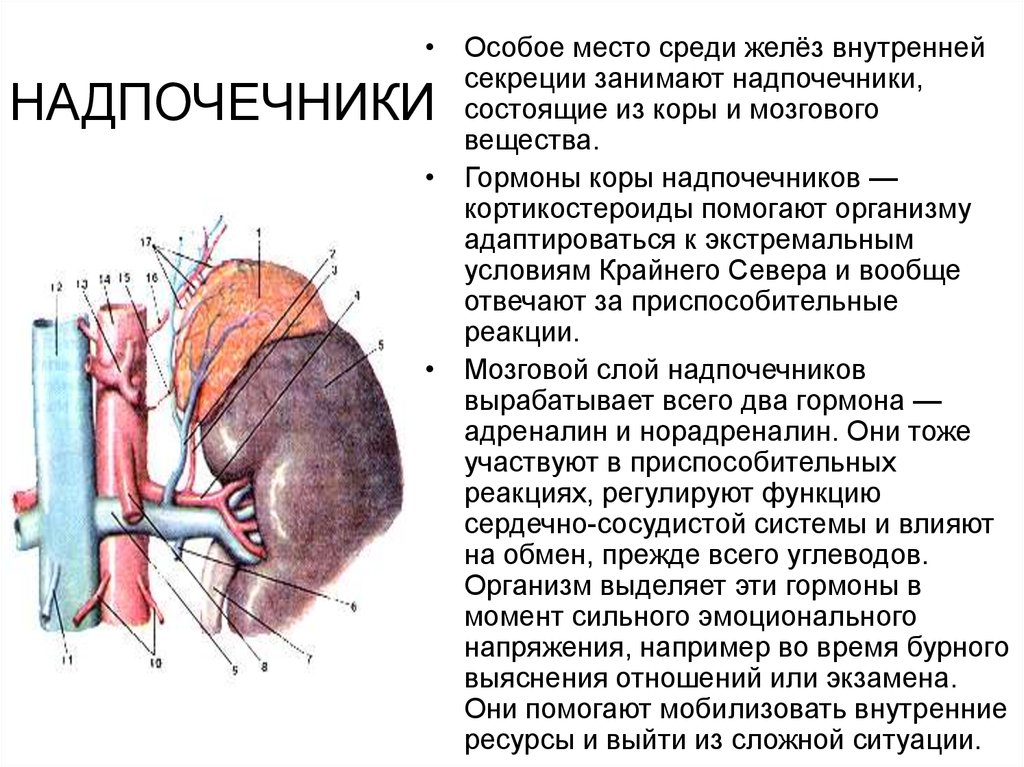 Надпочечники какая система органов. Функции железы внутренней секреции надпочечники. Гормоны надпочечной железы и их функции. Что такое надпочечники и их функции. Надпочечники у человека и их функции.