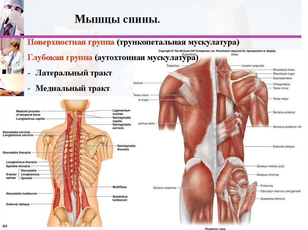 Фасции спины. Топография поверхностных мышц спины. Мышцы и фасции спины, их топография, строение, функции.. Мышцы спины медиальный тракт анатомия. Мышцы и фасции спины топография строение и функции.