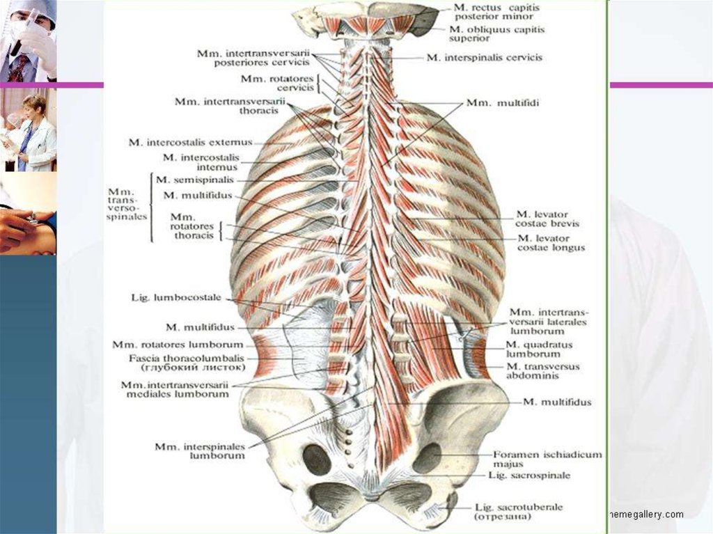 Поясничный отдел мышцы спины. Позвоночный столб анатомия мышцы спины. Топография мышц спины анатомия. Анатомия спины человека мышцы и связки позвоночник. Связки и мышцы позвоночника топографическая анатомия.