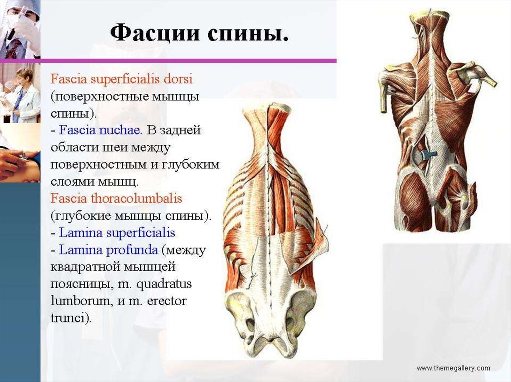 Фасции спины. Крестцово поясничная фасция анатомия. Поверхностная фасция спины функции. Фасции спины анатомия. Мышцы и фасции спины анатомия.
