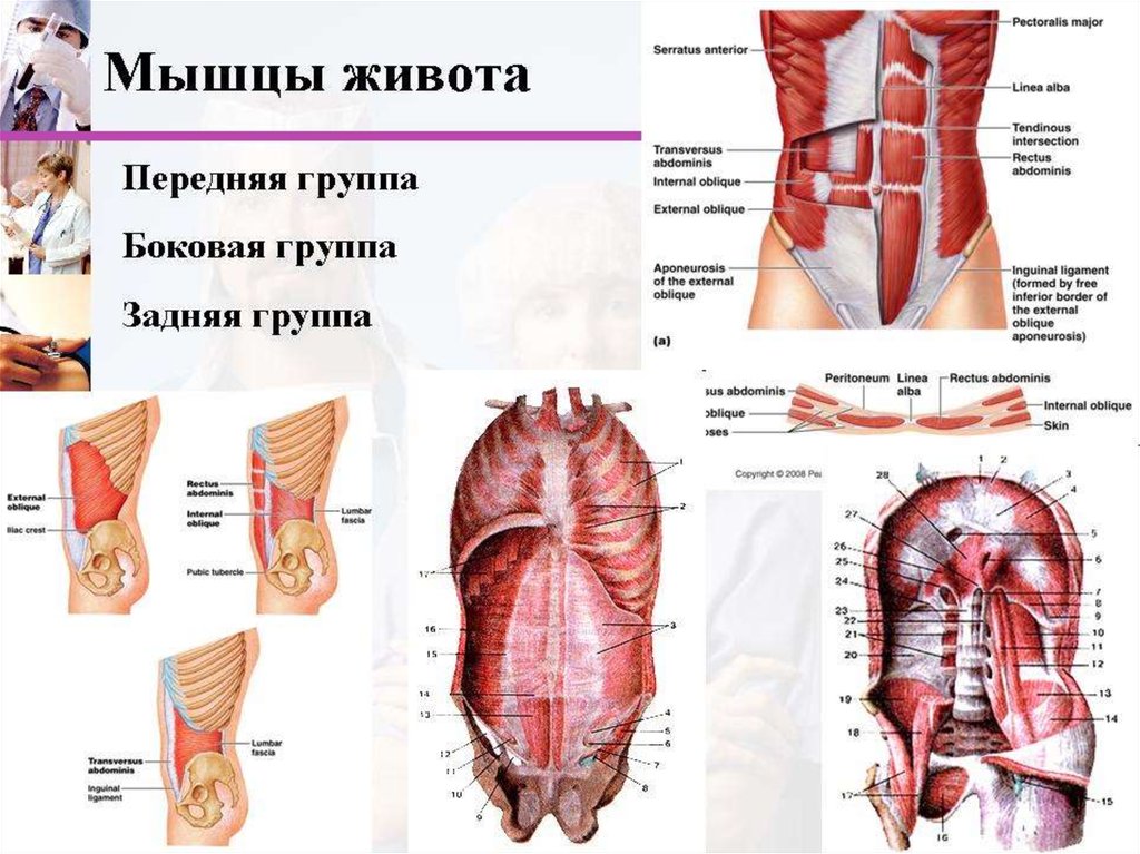 Живот стенки полости живота. Мышцы живота топография и функции. Мышцы брюшной стенки человека анатомия. Мышцы задней группы мышц живота. Мышцы боковой стенки живота анатомия.