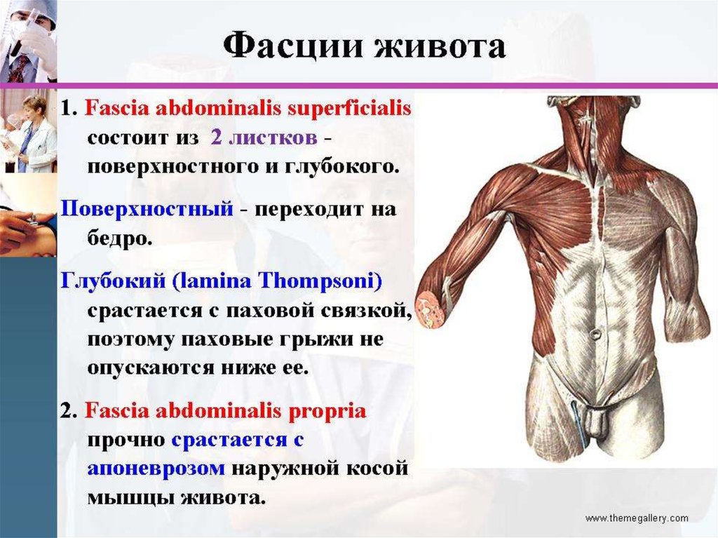 Топография брюшной стенки презентация