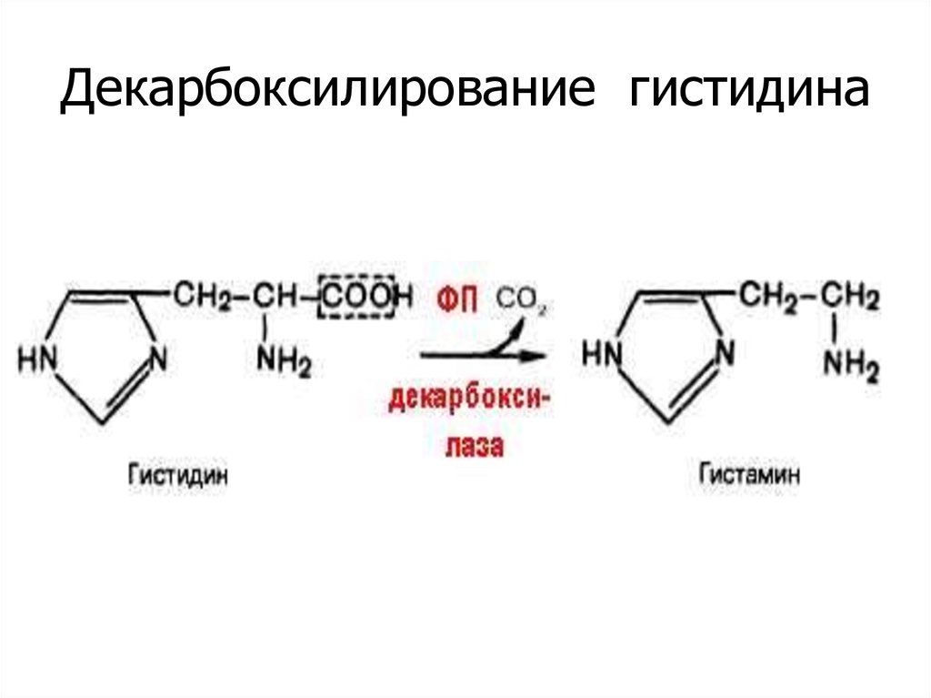 Схема обмена гистидина в разных тканях