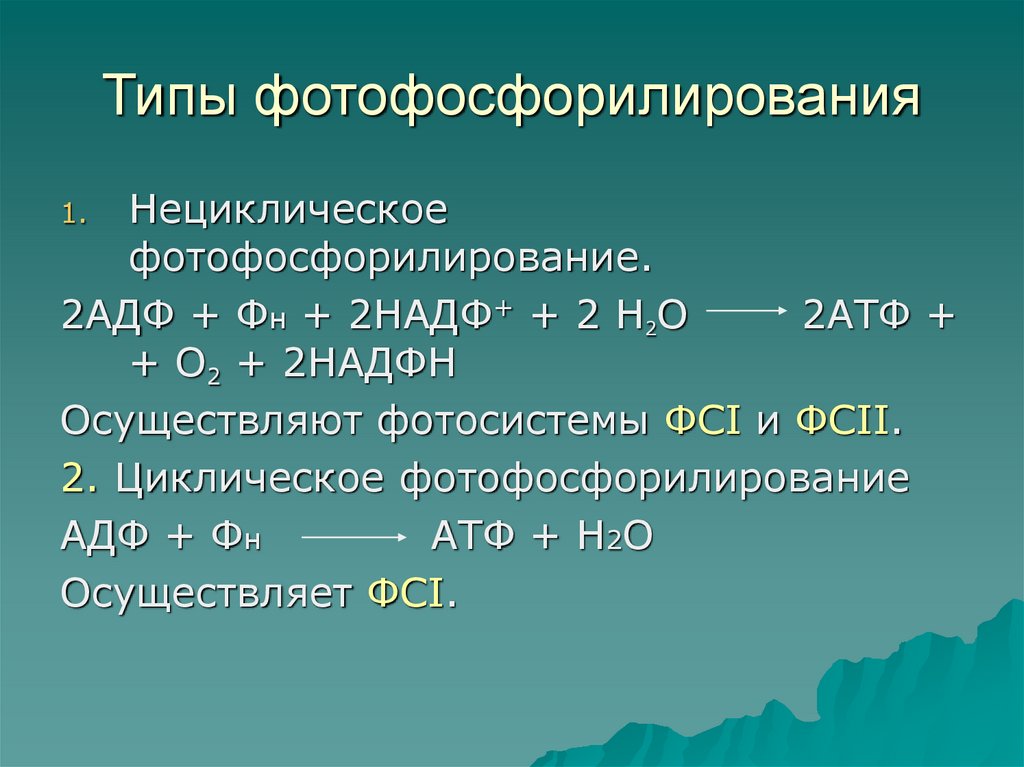 Нециклическое фотофосфорилирование z схема - 83 фото