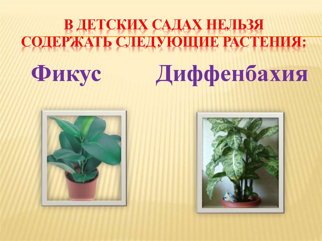 В детских садах нельзя содержать следующие растения: