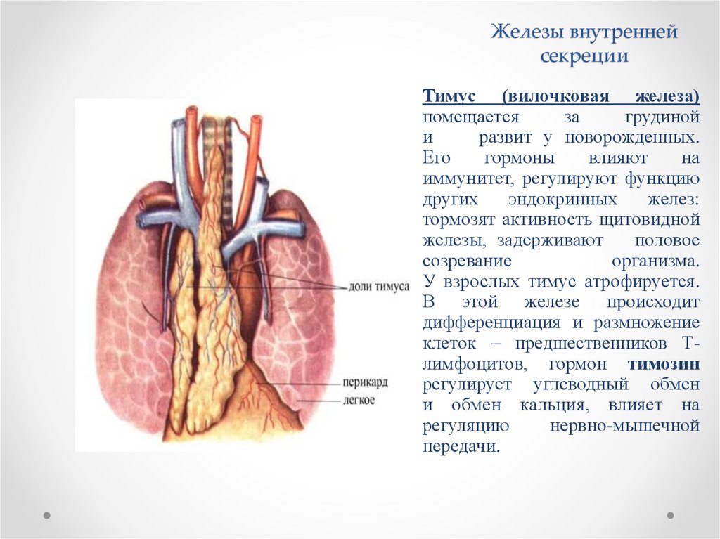 Тимус железа внутренней секреции